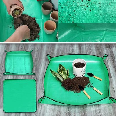 Szőnyeg növények átültetésének | FLORAMAT