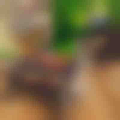 Kompakt hordozható összecsukható grill | PORTOGRILL