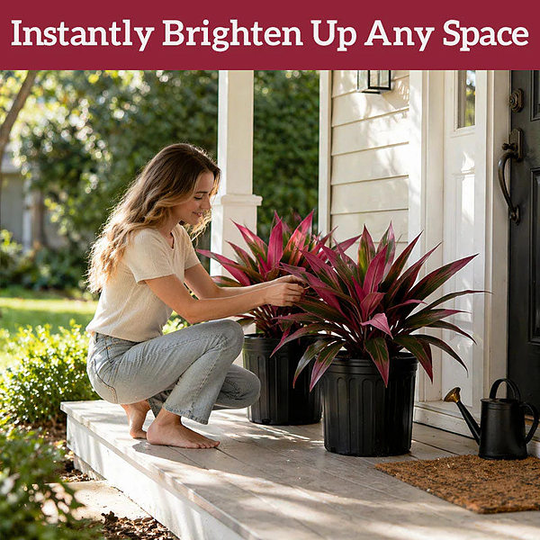 ARTIPLANT-3831127648920-EN-7__070526
